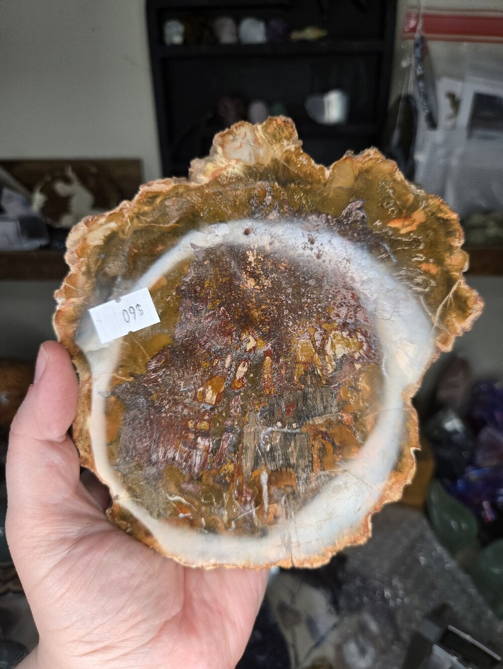 Large Petrified Wood Slab - Picture 3 of 6